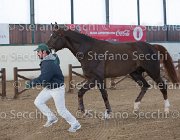 Appio Claudio TosTour2013- S5 2991 : Appio Claudio, Arezzo, Arezzo Equestrian Centre, Cavalli d'Italia, Toscana Tour 2013, foto di Stefano Secchi ©